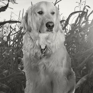 Meet your Posher, Sarah & Marley (Golden Retriever)